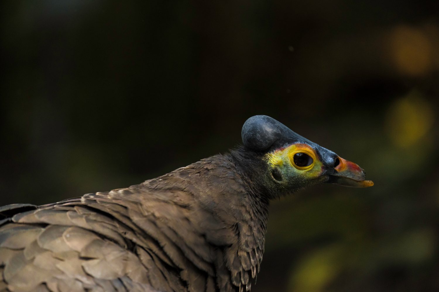 Questa immagine mostra una vista di profilo ravvicinata di un uccello selvatico maleo (Macrocephalon maleo).