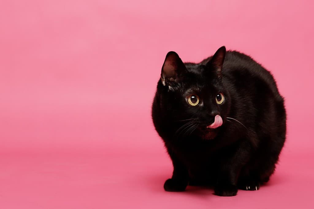 gatto nero che corrompe con la lingua su sfondo rosa