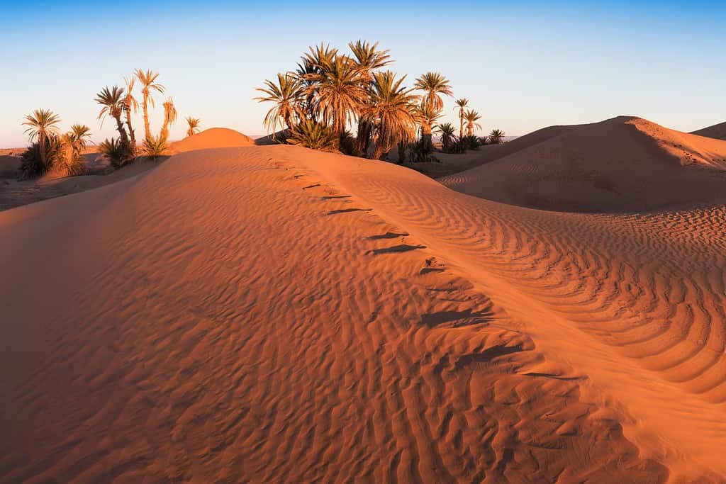 Alberi nel deserto del Sahara, Merzouga, Marocco Tramonto colorato nel deserto sopra l'oasi con palme e dune di sabbia.  Bellissimo sfondo naturale - Oasi africana.  Il riscaldamento globale in Africa