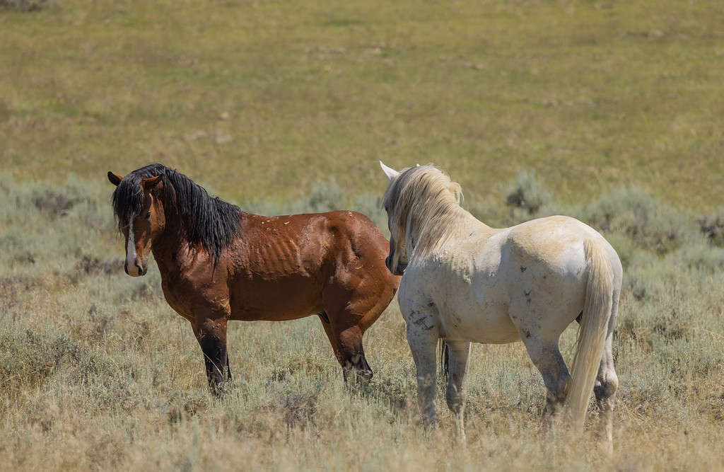 Cavalli selvaggi nel deserto del Wyoming in estate