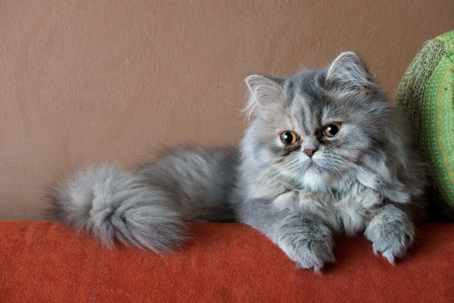 Gatto persiano sul divano