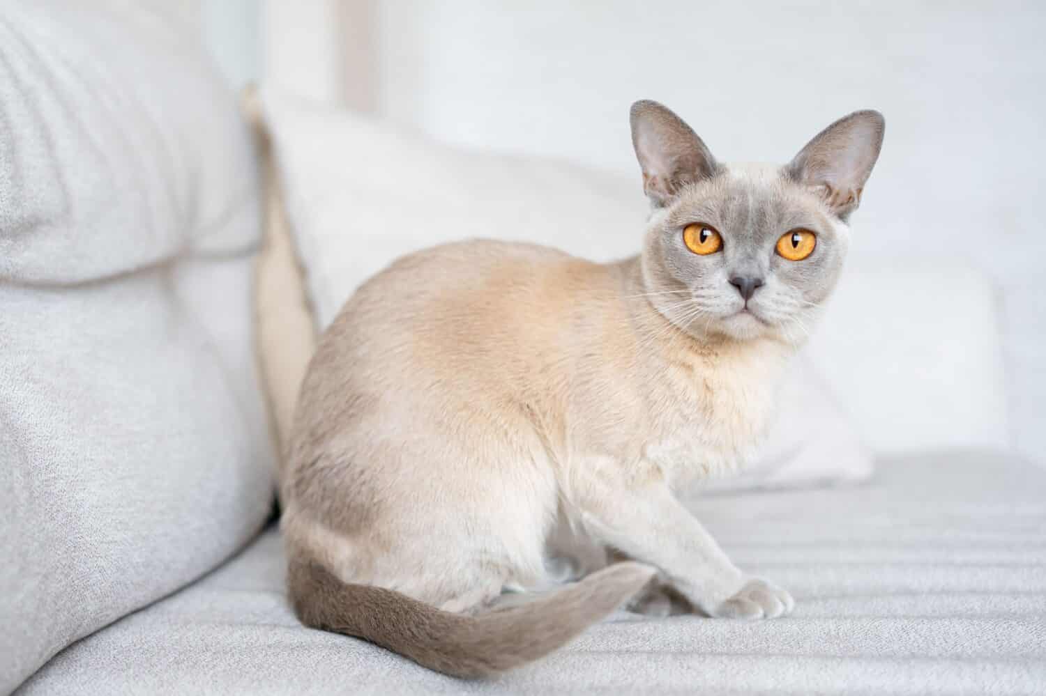 Gatto birmano lilla seduto sul divano.