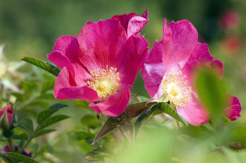 Rosa selvatica;  Rosa gimnocarpa, 1893;  vecchia rosa;
