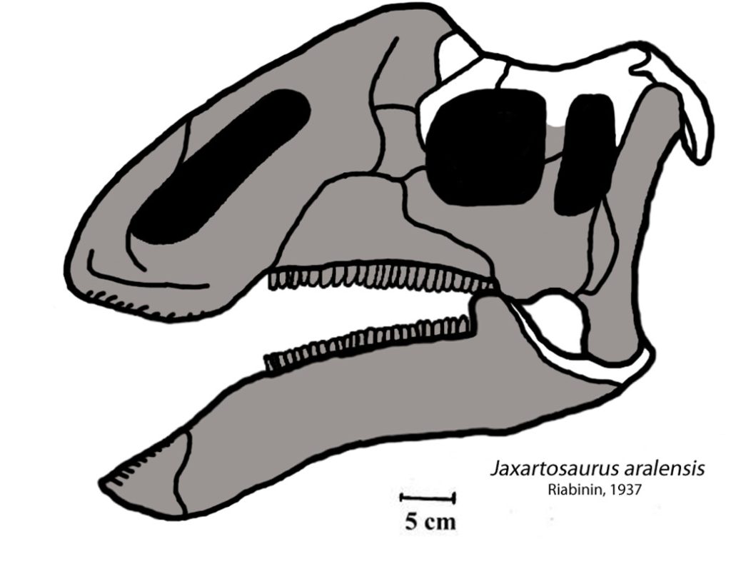 Jaxartosaurus aralensis - dinosauri che iniziano con J