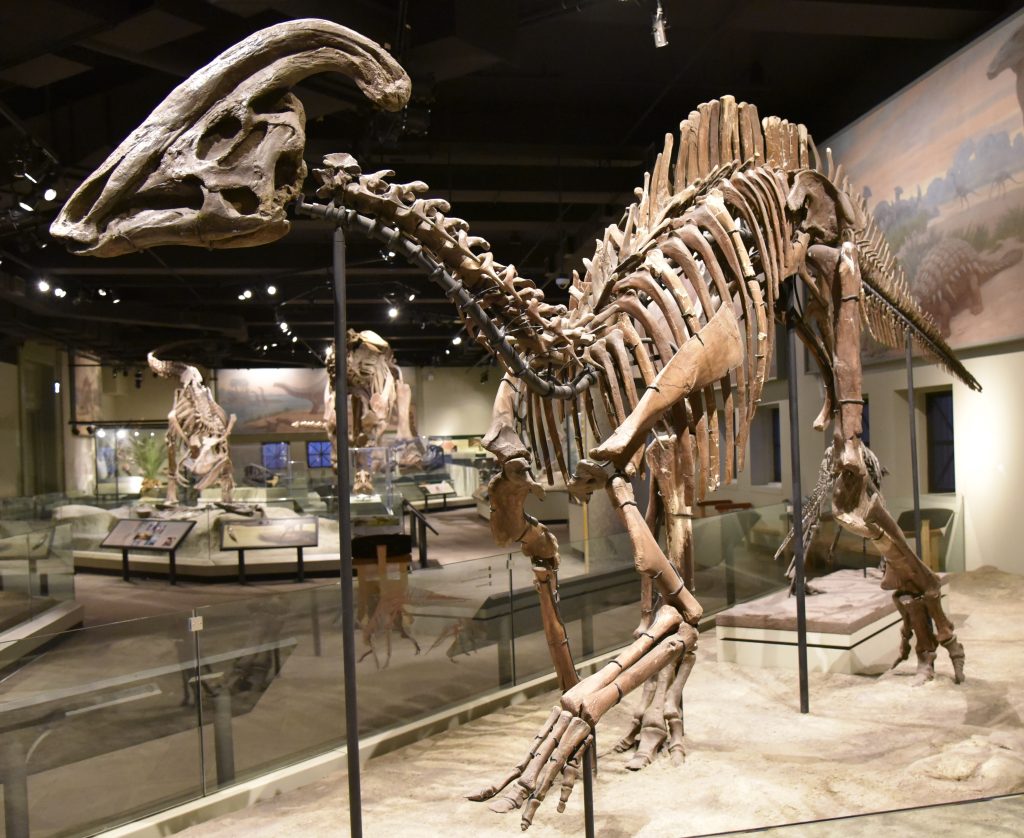 Paralofosauro