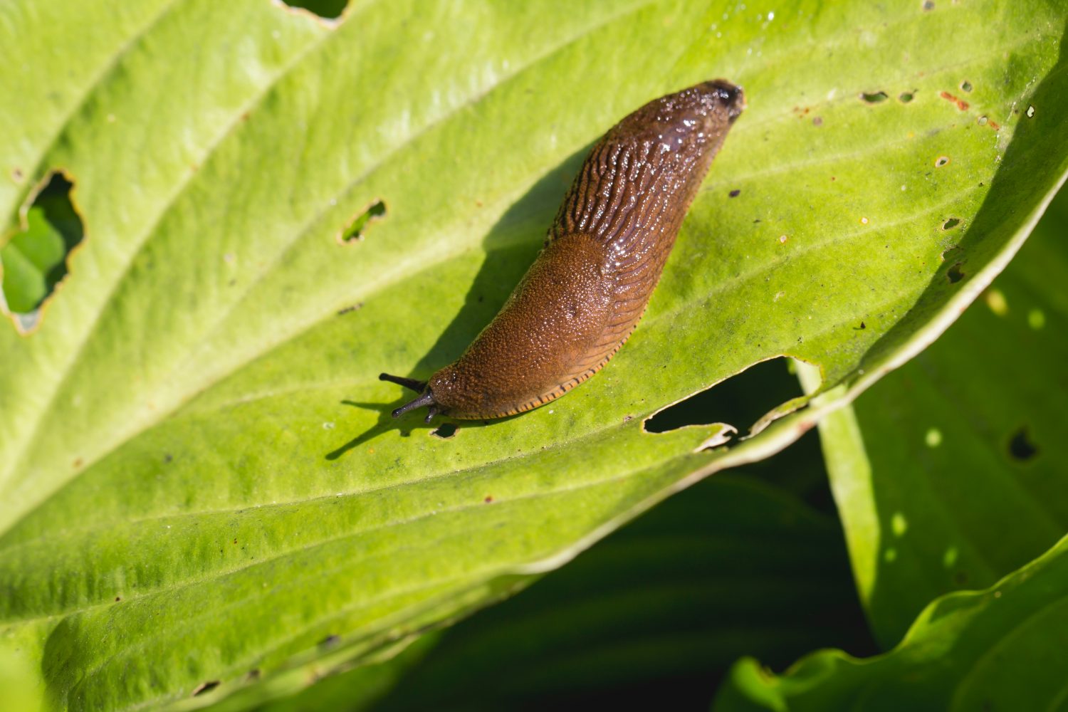 La grande lumaca rossa (Arion rufus) attacca la foglia di un fiore.  Causa dei maggiori danni in giardino.  Parassita agricolo.