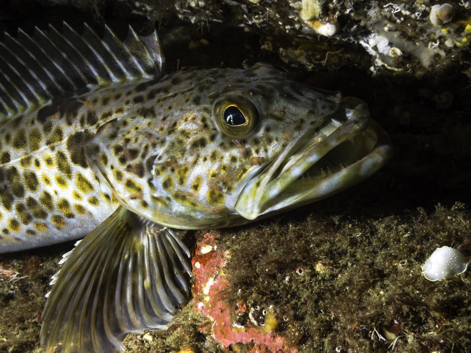 Un giovane Lingcod fotografato a una profondità di 85 piedi nelle fredde acque del sud della Columbia Britannica.