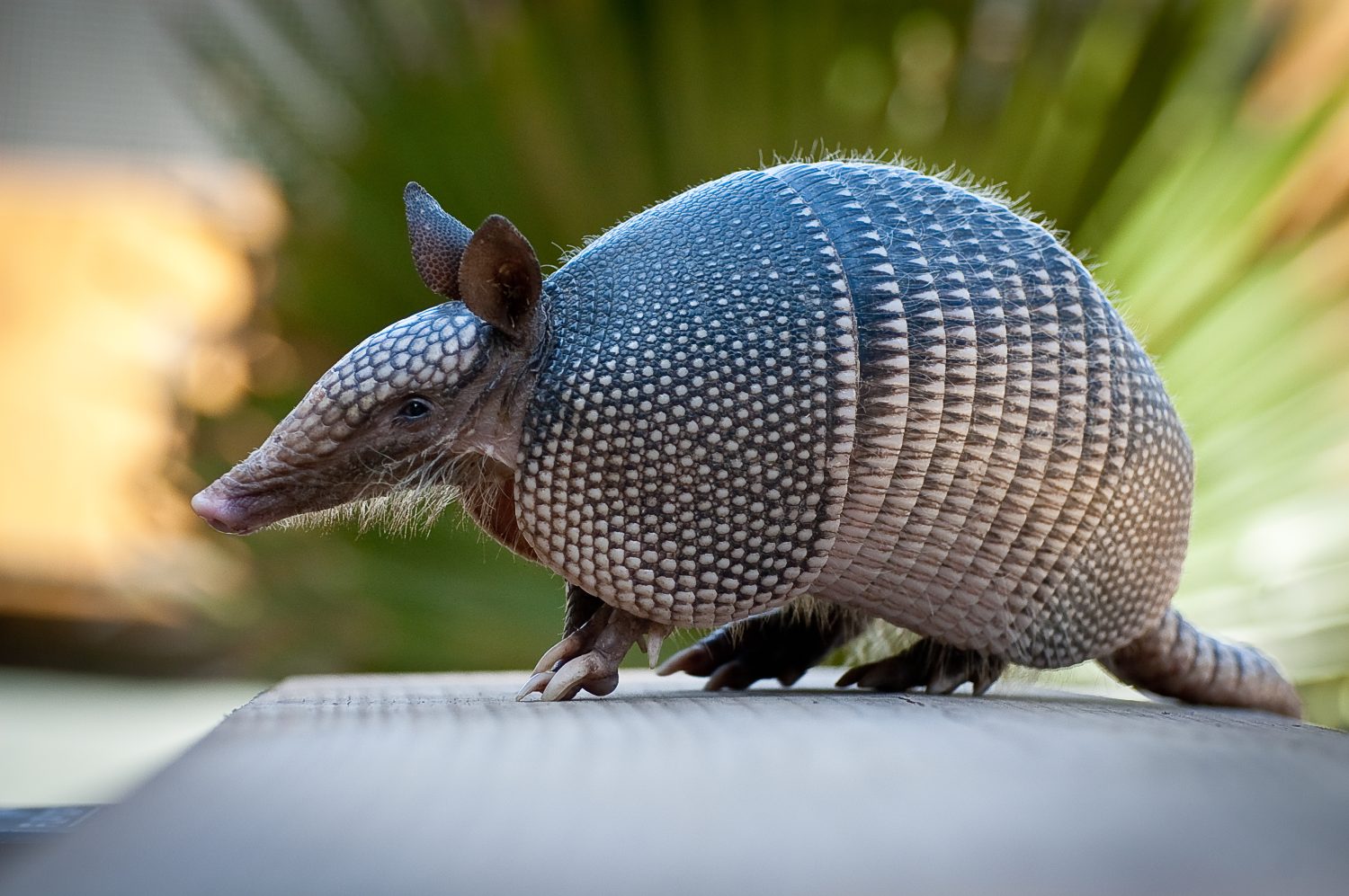 Armadillo vicino alle Everglades