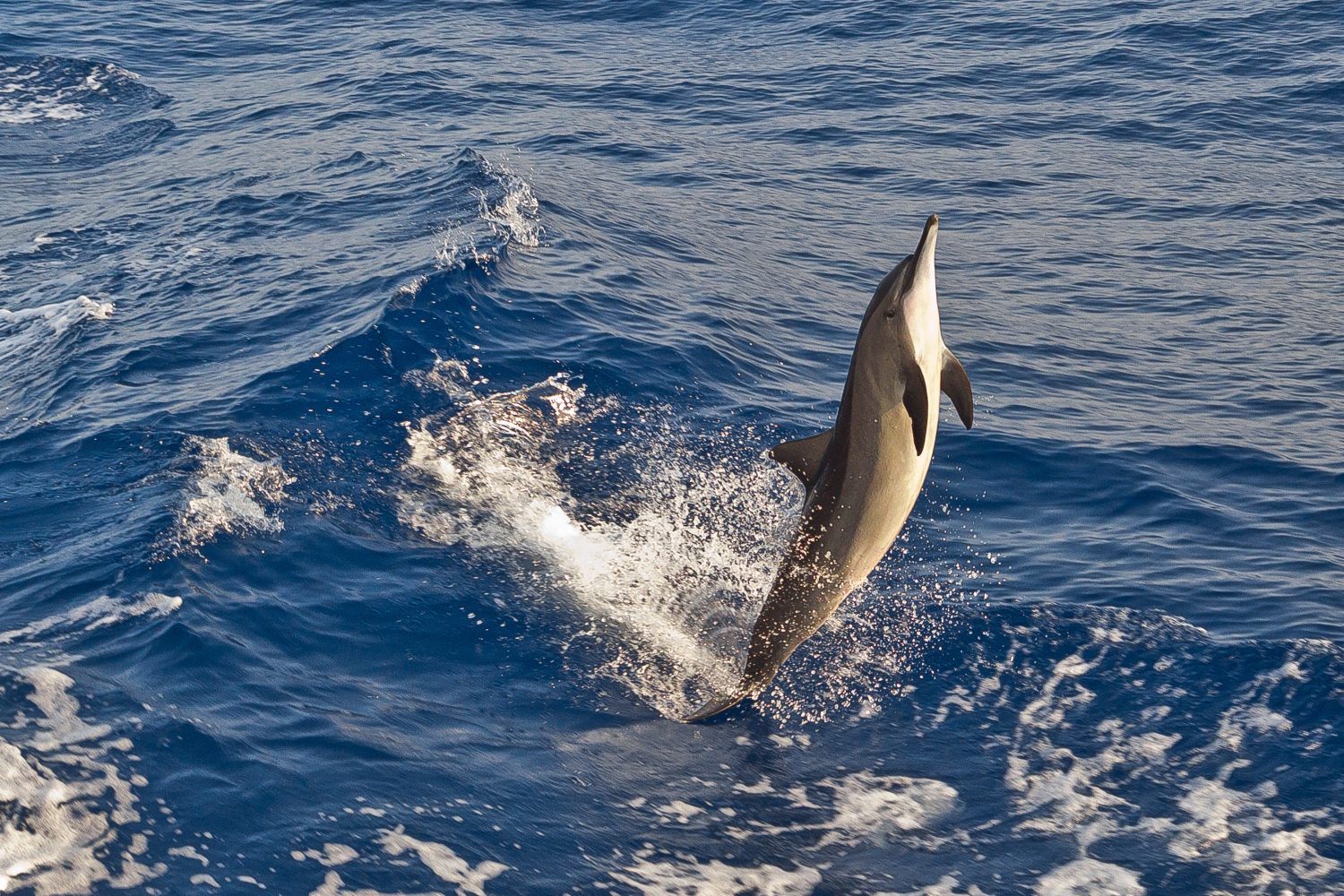 Il felice delfino selvatico, Stenella longirostris, salta libero vicino a una barca per immersioni nel mezzo del Mar Rosso, Egitto.