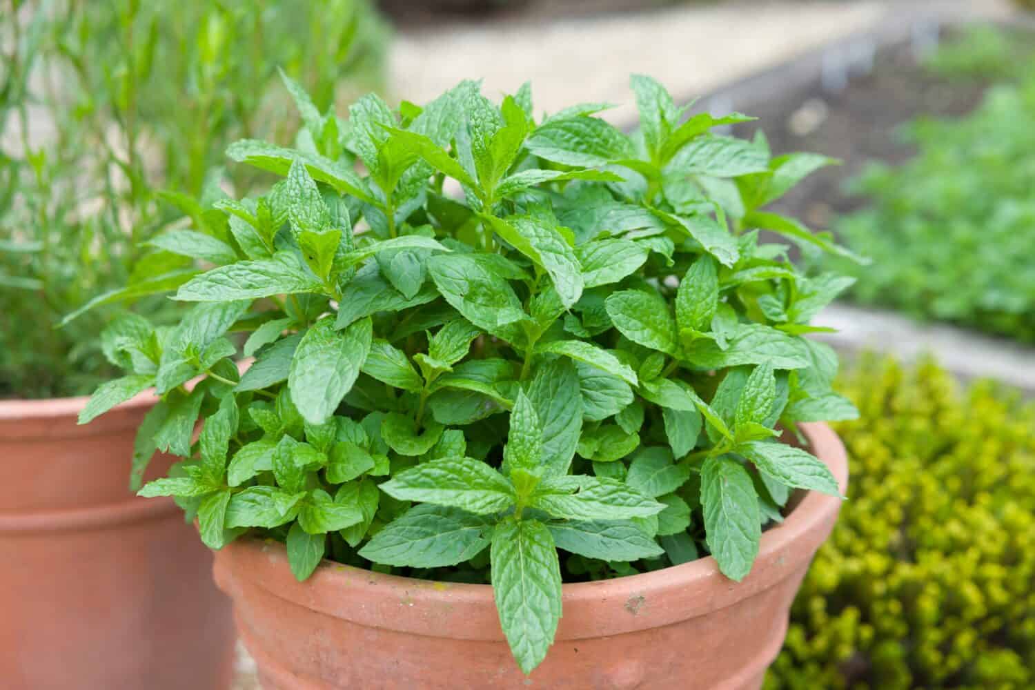 La menta cresce in un vaso.  Menta verde fresca (mentha spicata) in un giardino di erbe, Regno Unito