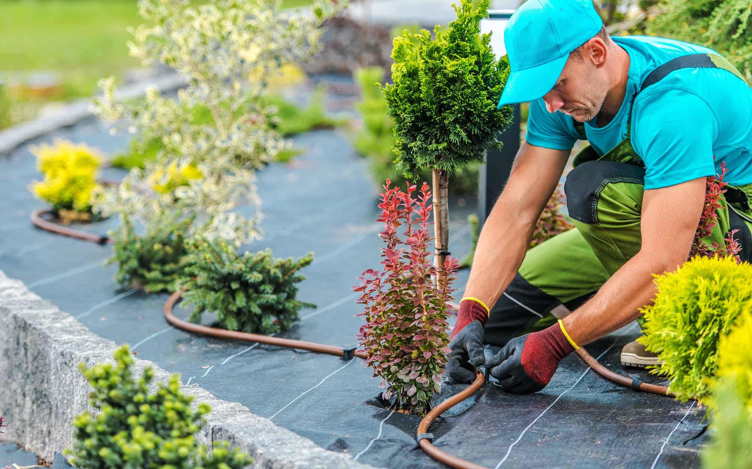 Sistema di irrigazione delle piante