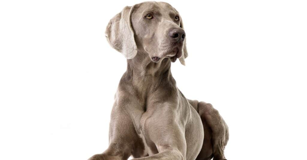 Studio shot di un adorabile Weimaraner sdraiato su sfondo bianco.