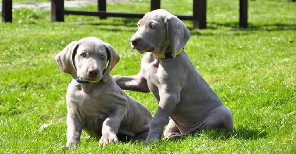 Bellissimi giovani cuccioli Weimaraner che giocano nell'erba.