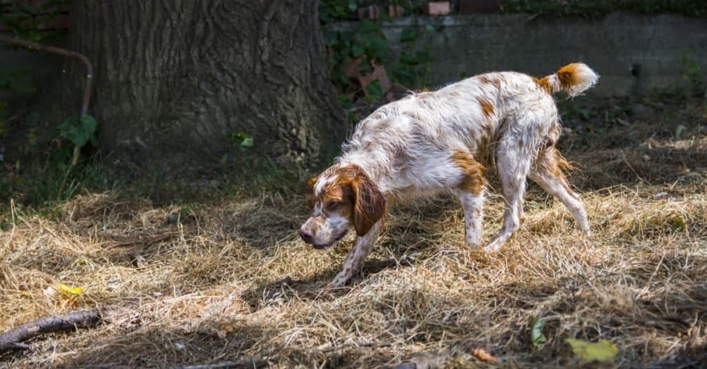 Il cane da caccia Brittany sulle tracce di qualcosa.