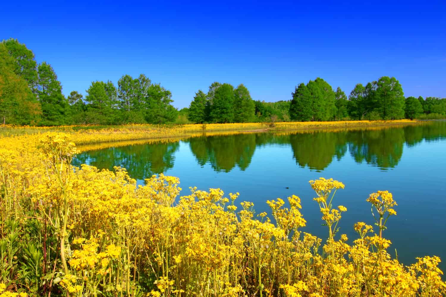 Lago Carlyle all'Eldon Hazlet State Park Illinois