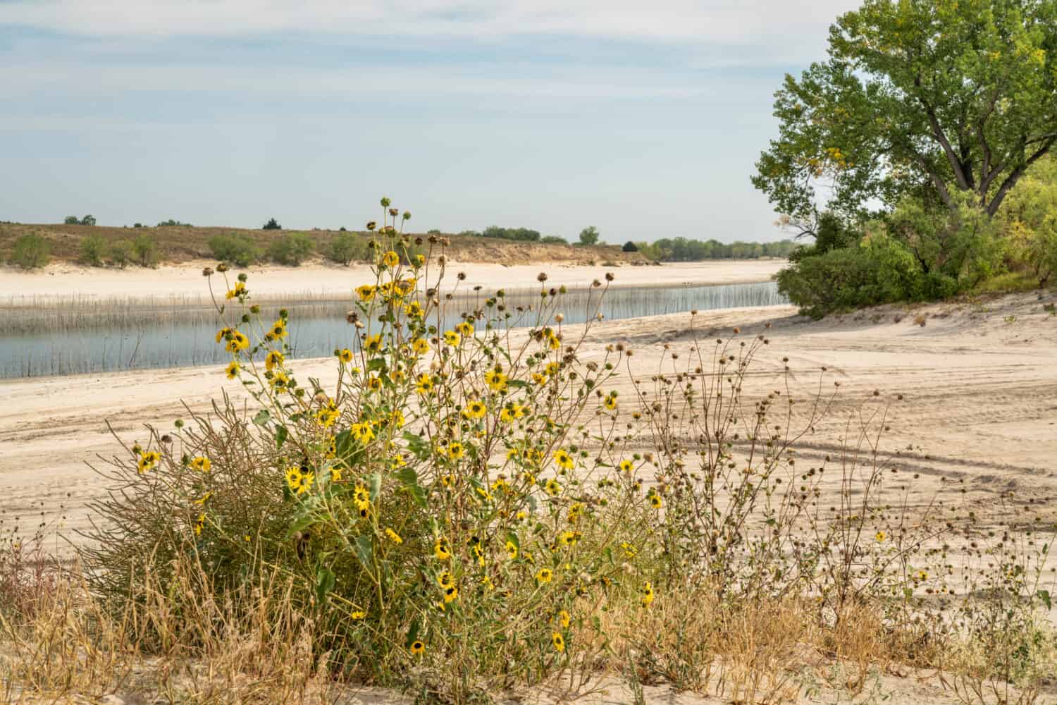 spiagge sabbiose del lago McConaughy, un bacino idrico sul fiume North Platte nel Nebraska, paesaggi di inizio autunno con girasoli