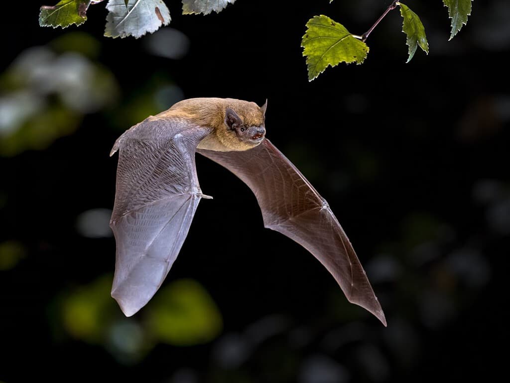 Pipistrello volante (Pipistrellus pipistrellus) colpo d'azione di caccia animale sullo sfondo della foresta naturale.  Questa specie è nota per vivere e appollaiarsi nelle aree urbane in Europa e Asia.