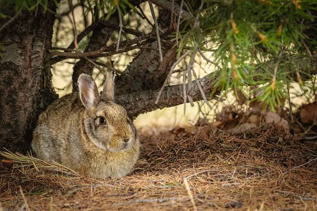 Mattina di primavera nel Wyoming.  Primo piano di un coniglio selvatico di coniglietto di silvilago seduto accanto a un albero di pino.  Coniglio di Pasqua.