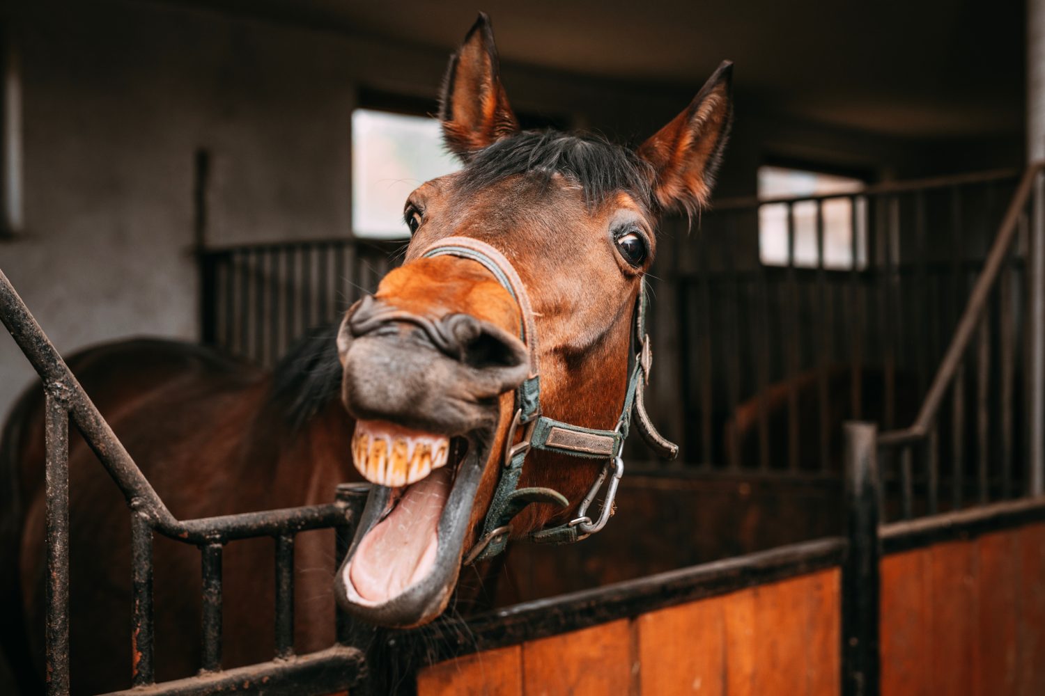 il cavallo baio mostra i suoi denti nella stalla, bancarelle di cavalli