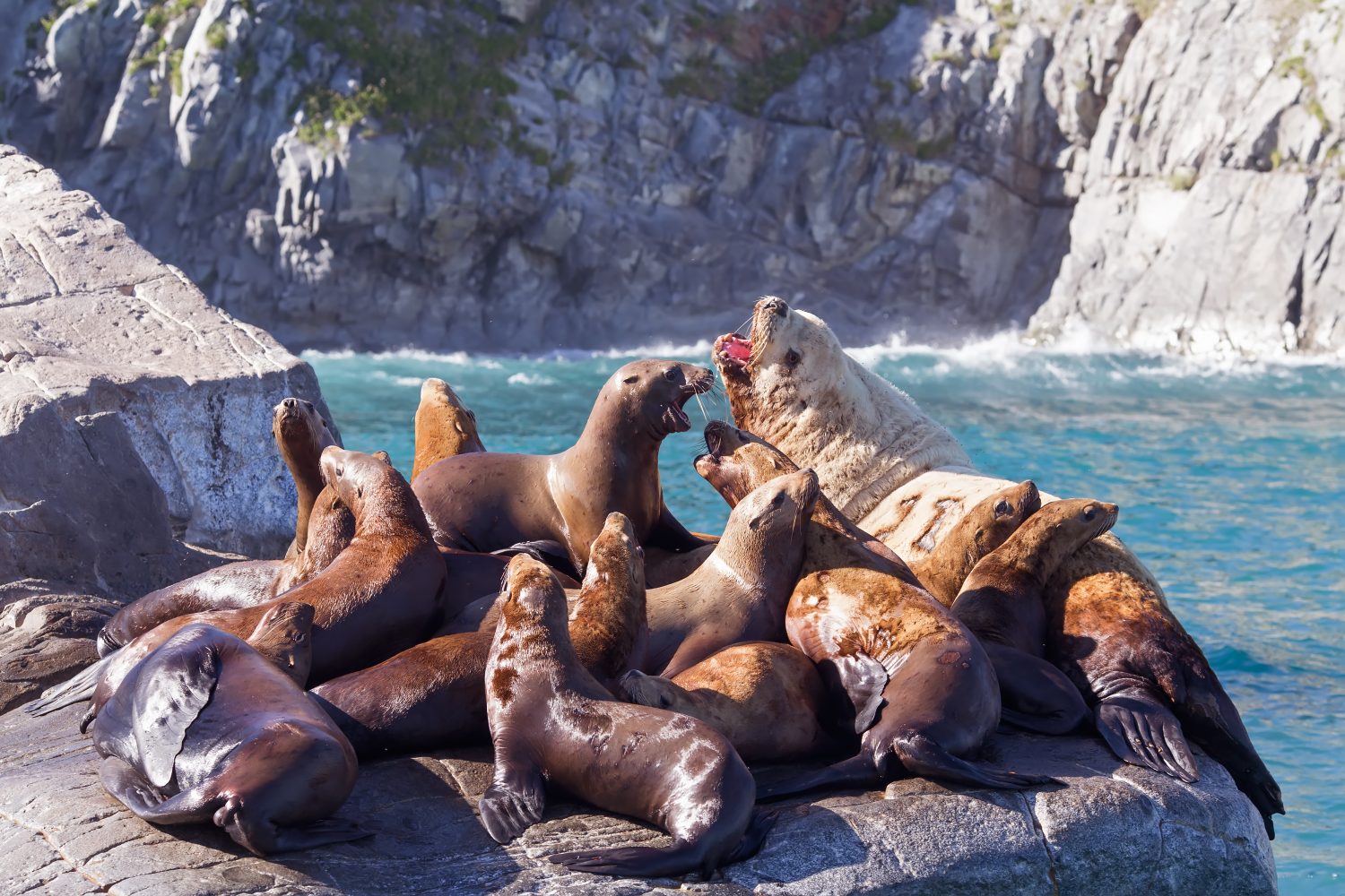 Un gruppo di leoni marini stellari seduti sulle rocce, regione della Kamchatka, Russia