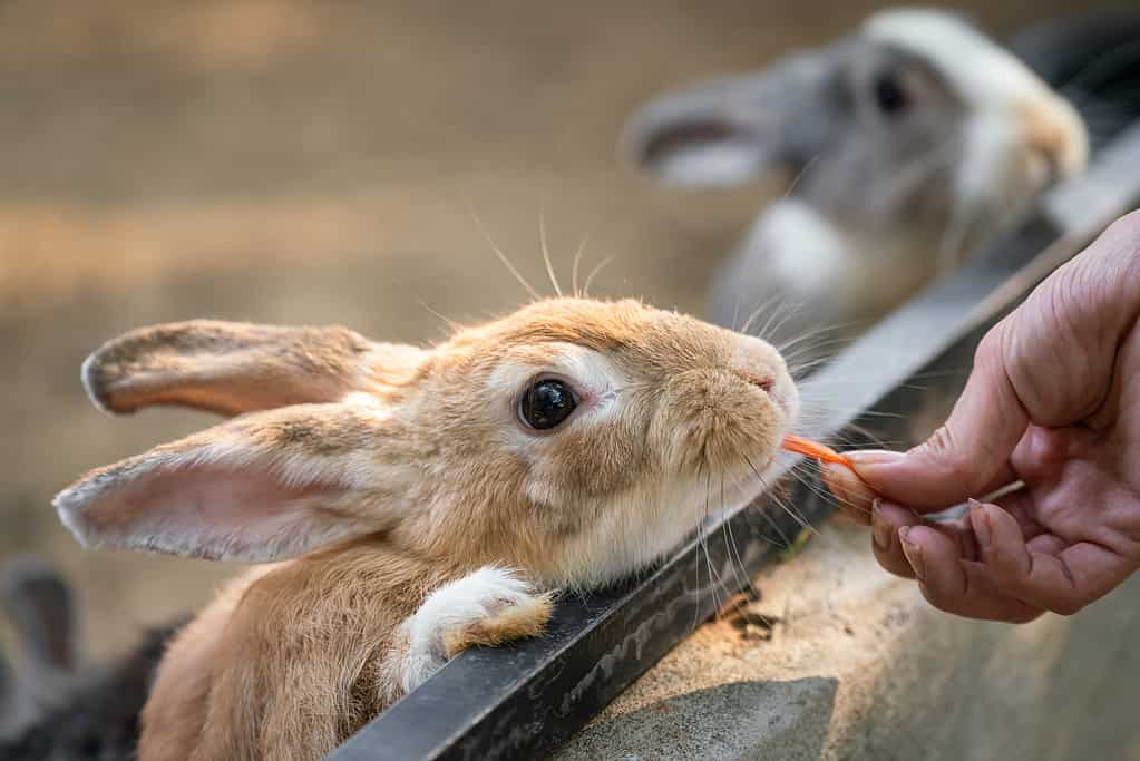 Nutrire il cibo per il coniglio.