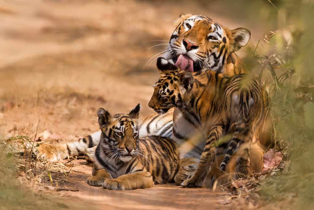 Tigre reale del Bengala con cucciolo