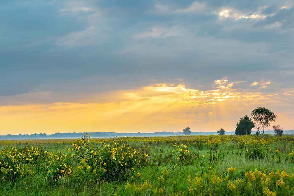 Alba e prateria, area naturale dello stato di Prairie Ridge, contea di Marion, Illinois.