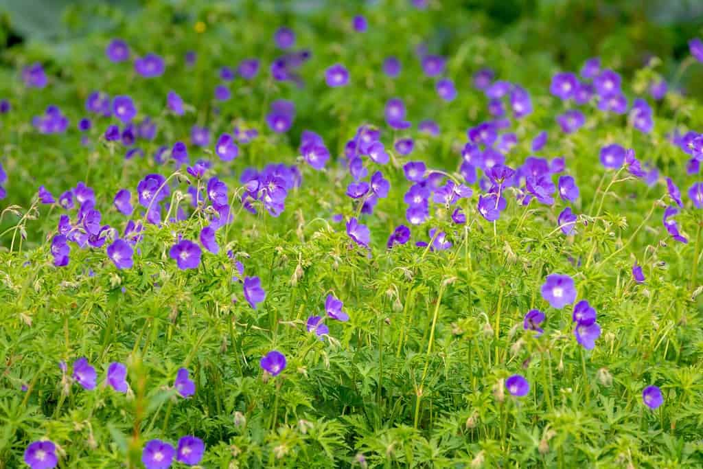 Messa a fuoco selettiva del fiore viola blu nel giardino, Geranium maculatum il geranio selvatico è una pianta perenne originaria dei boschi del Nord America orientale, sfondo con motivi floreali naturali.