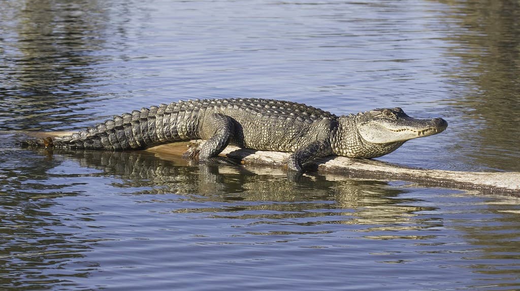 Un grande alligatore si crogiola al sole della sera su un cipresso calvo sommerso nel bayou della Louisiana mostrato a tutta lunghezza con i denti chiari e la struttura della pelle