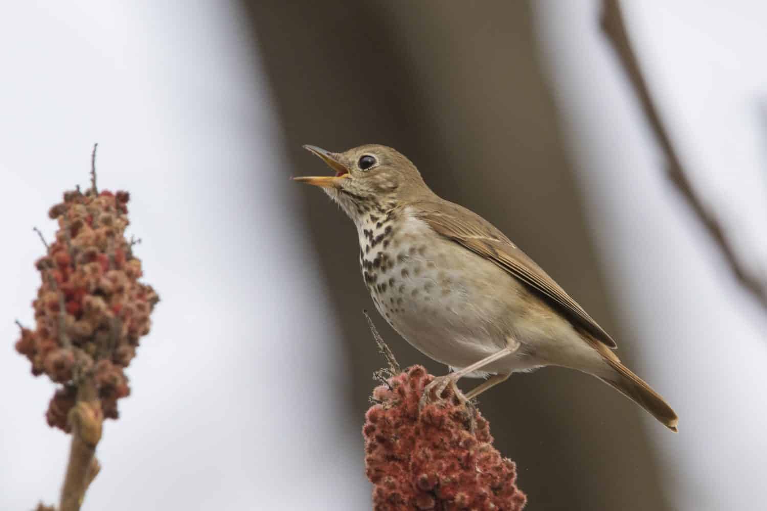   Tordo eremita (Catharus guttatus) 