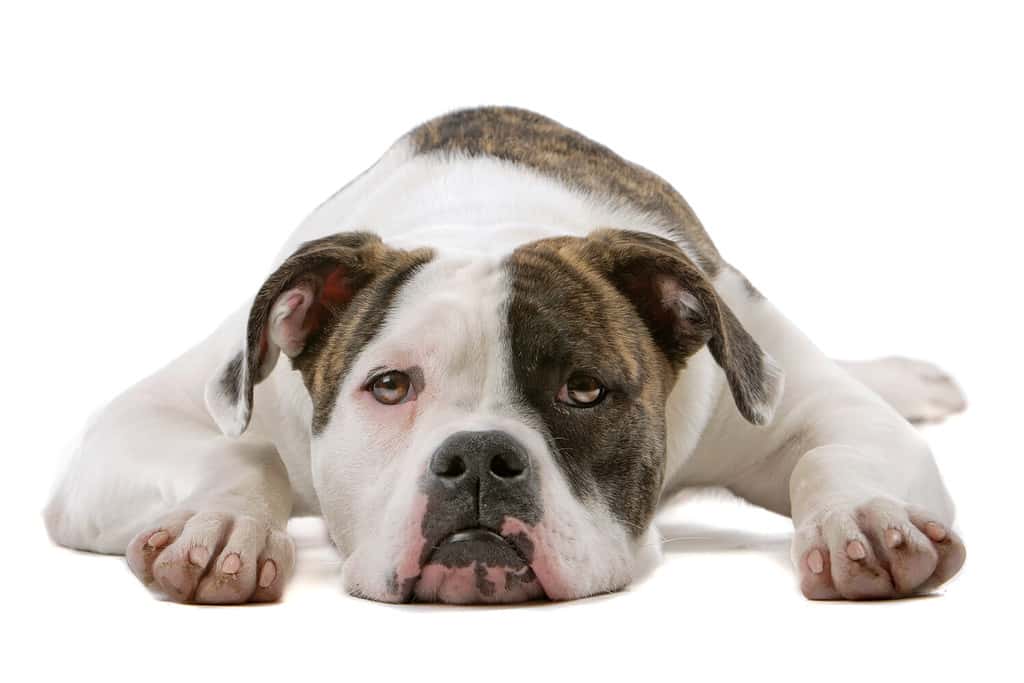 Cucciolo di bulldog americano (5 mesi) isolato su sfondo bianco