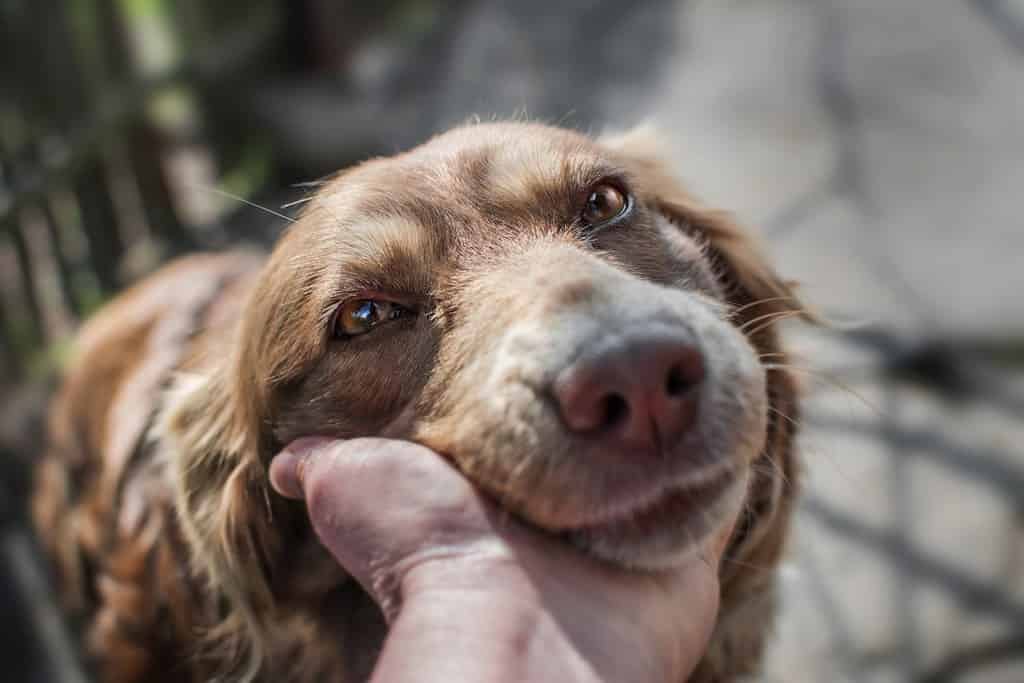 Ritratto ravvicinato di un simpatico cane con la museruola che giace sul palmo o sulla mano della persona o del proprietario sul vecchio cortile del villaggio con sfondo di recinzione in legno.