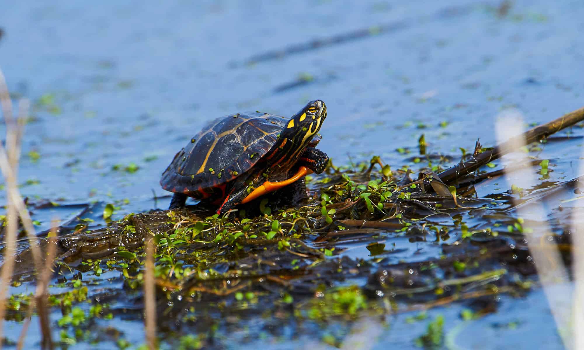 Tartaruga dipinta orientale (Chrysemys picta picta)