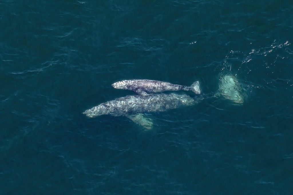 Genitore e prole Una coppia di balene grigie (Eschrichtius robustus), una mucca e un vitello, sfiorano appena sotto la superficie delle profonde acque blu della California.  Viaggiano verso i caldi mari tropicali in inverno