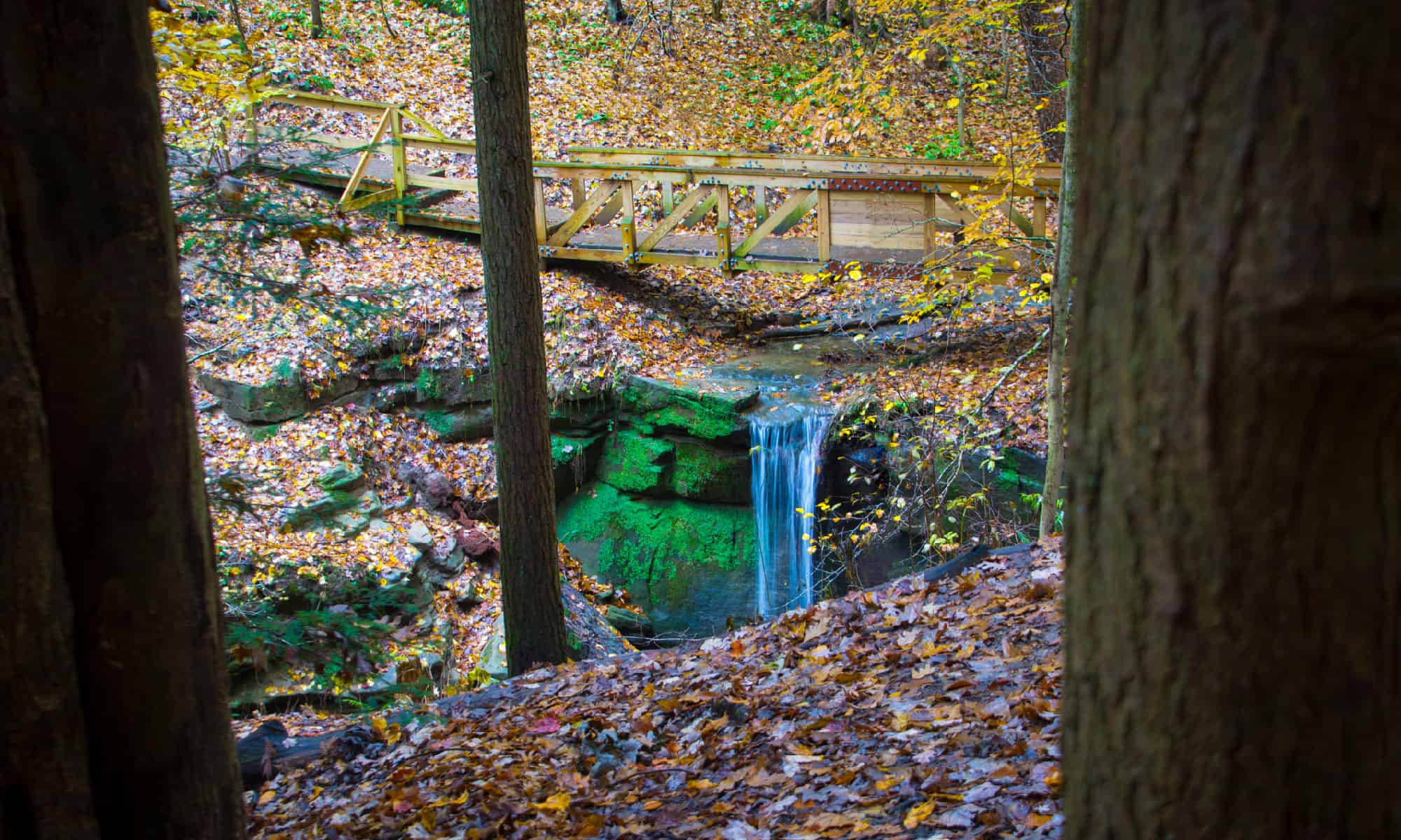 La piccola Lione cade nell'Ohio