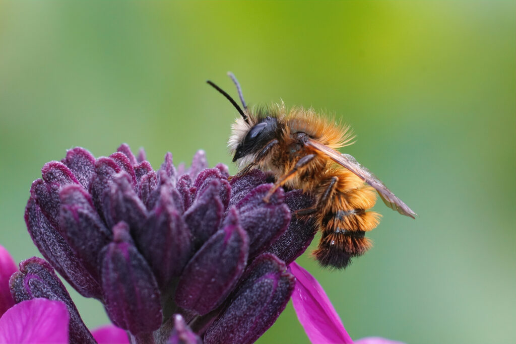 Un primo piano di un'ape muratrice rossa maschio fresca emersa (Osmia rufa) su un violacciocca viola (Erisymum Cheir).  L'ape è nella parte destra dell'inquadratura.  È nero ma ricoperto di setole (peli) arancione bruciato.  La testa dell'ape punta verso la parte superiore della cornice mentre si nutre di una violacciocca viola.