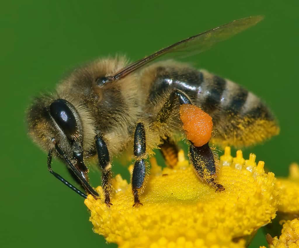 L'ape mellifera europea, chiamata anche l'ape mellifera occidentale