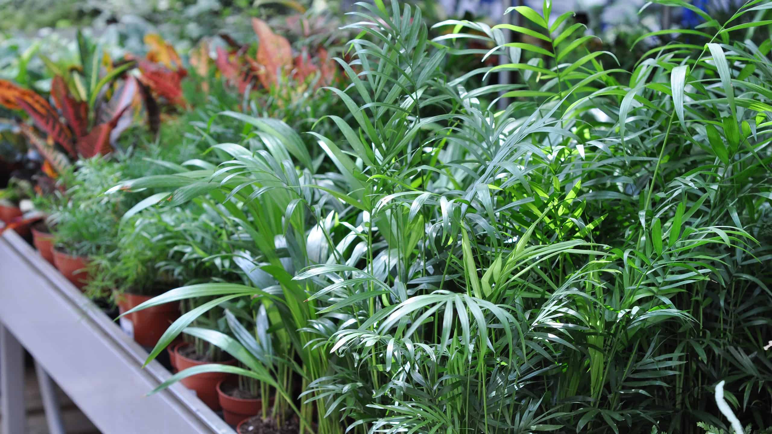 Primo piano delle foglie di palma di bambù (Chamaedorea seifrizii).  Piante d'appartamento in vaso in vendita in un negozio di fiori.