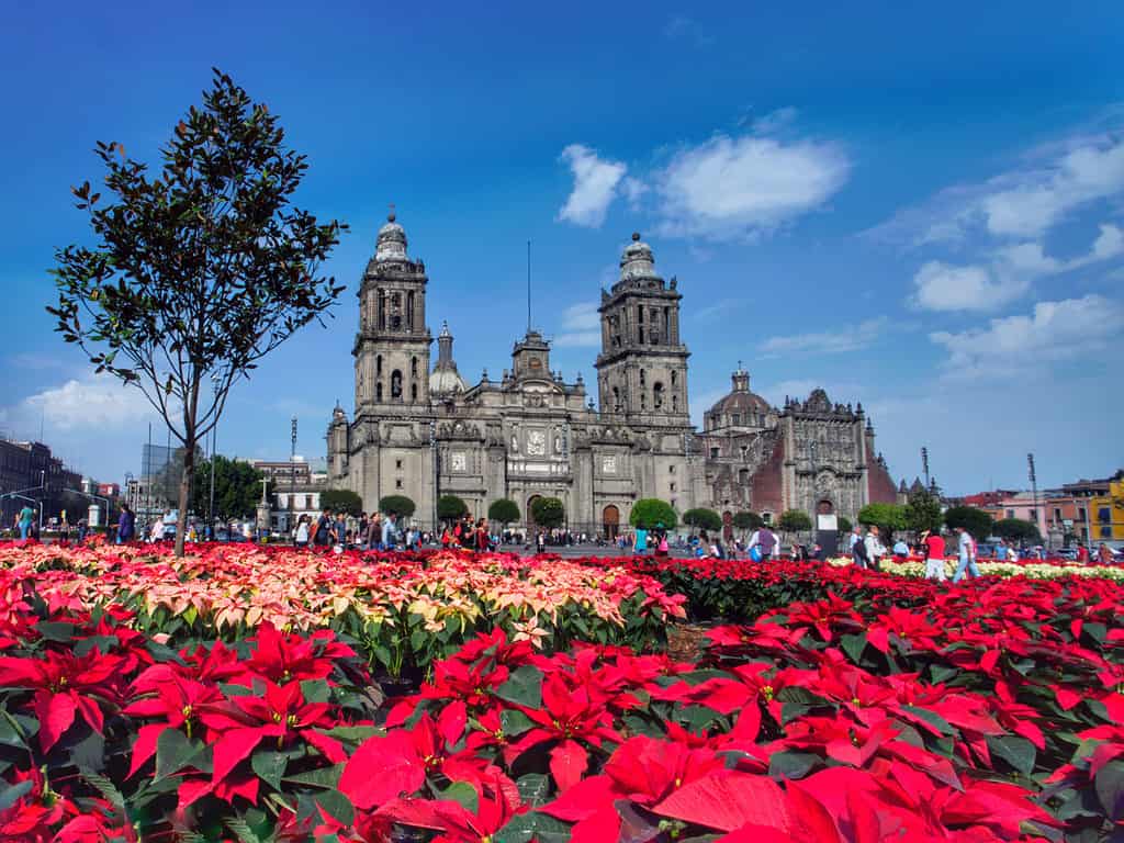 Cattedrale e stelle di Natale nello Zocalo di Città del Messico