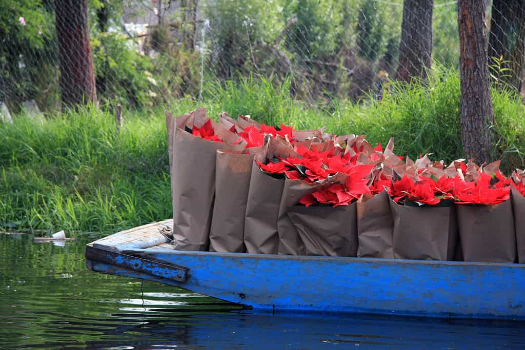 Barca sul canale piena di sacchi di Poinsettia fresca