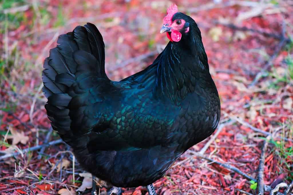 Pollo Australorp blu ruspante che foraggia in foglie autunnali.