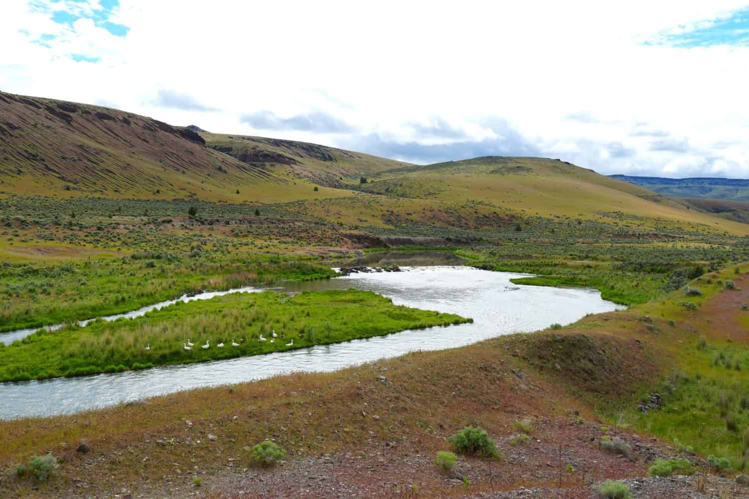 Oche migratrici sul fiume Malheur Oregon