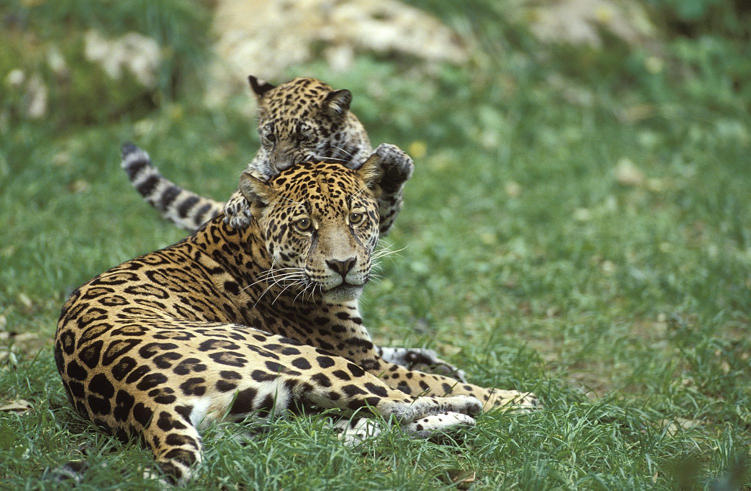 Giaguaro, panthera onca, madre e cucciolo che giocano  