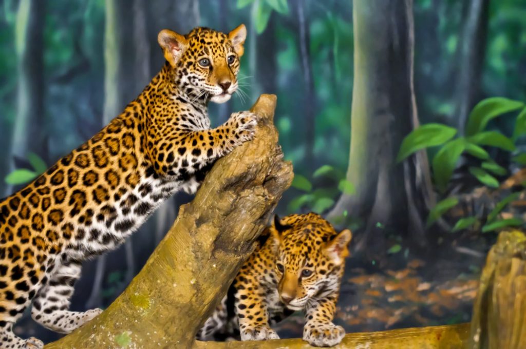 Due piccoli cuccioli di giaguaro che giocano sul ramo di un albero