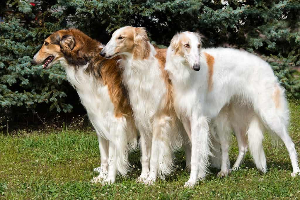 Triade russa dei Borzoi.  Il cane russo Borzoi è sull'erba verde.