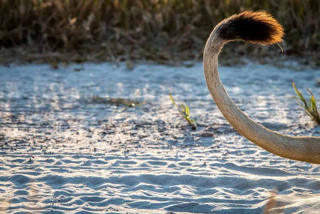 Primo piano della coda di un leone durante il tramonto.