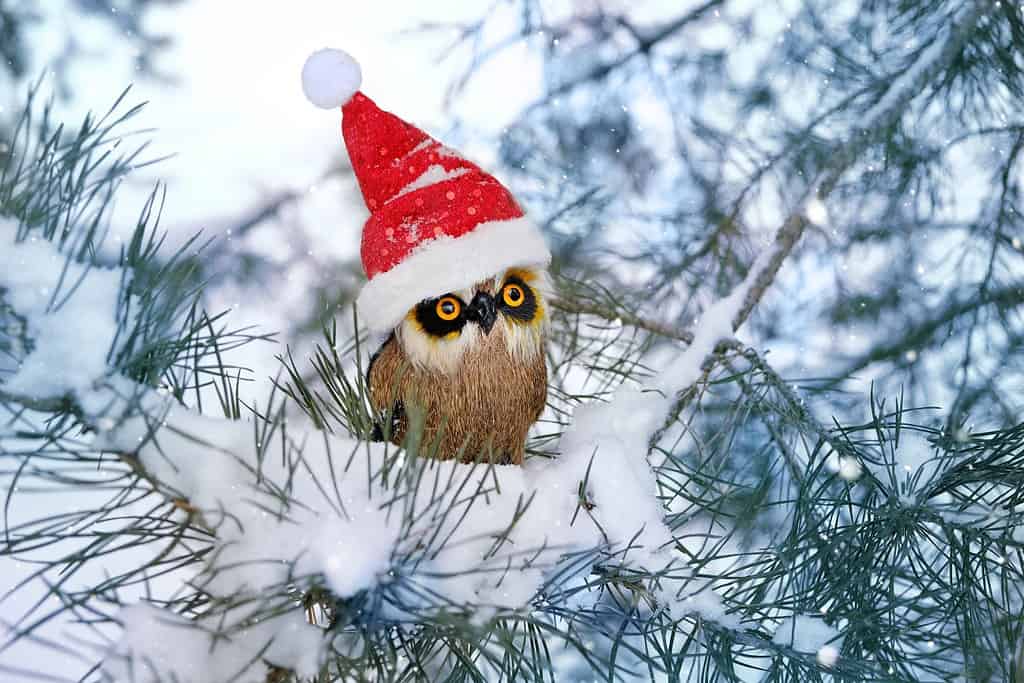 divertente giocattolo del gufo in cappello di Babbo Natale su pino innevato, sfondo naturale invernale.  Vacanze di Natale e Capodanno.  festività invernali