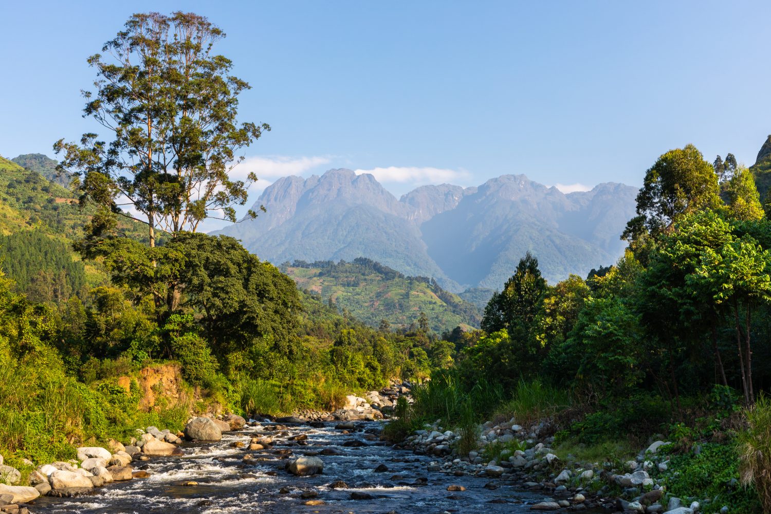 L'aspra natura selvaggia dei Monti Rwenzori