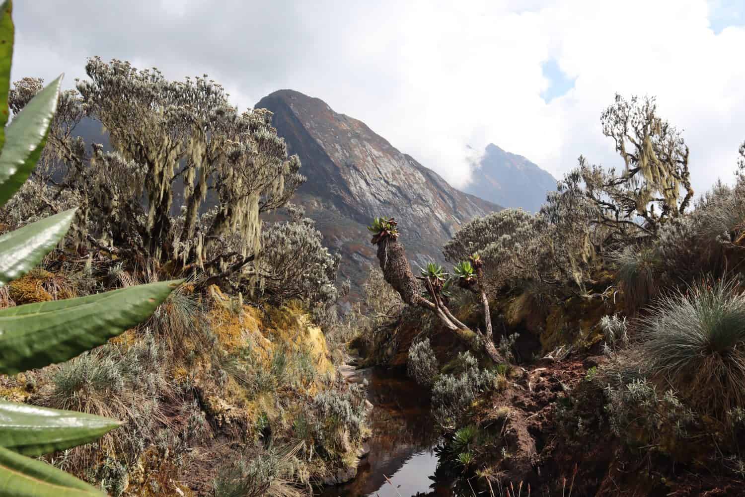 Una pozza d'acqua su un passo vicino al Monte Baker (4843 m) nei Monti Rwenzori in Uganda, conosciuti anche come Monti della Luna.  Febbraio 2019.