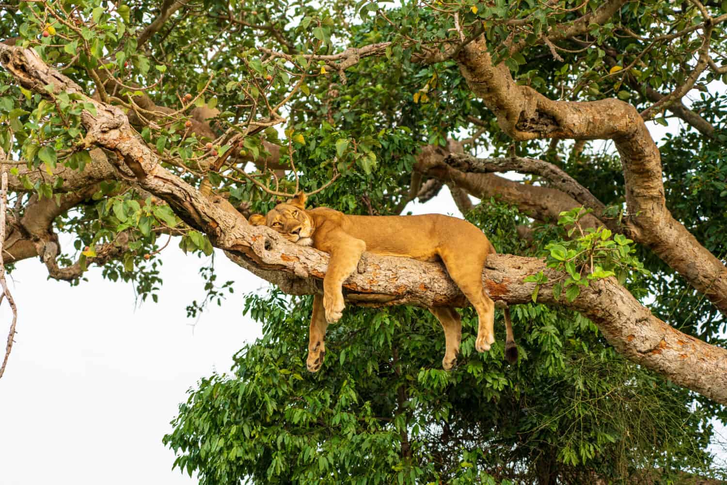 Leoni degli alberi nel Parco Nazionale Queen Elisabeth in Uganda
